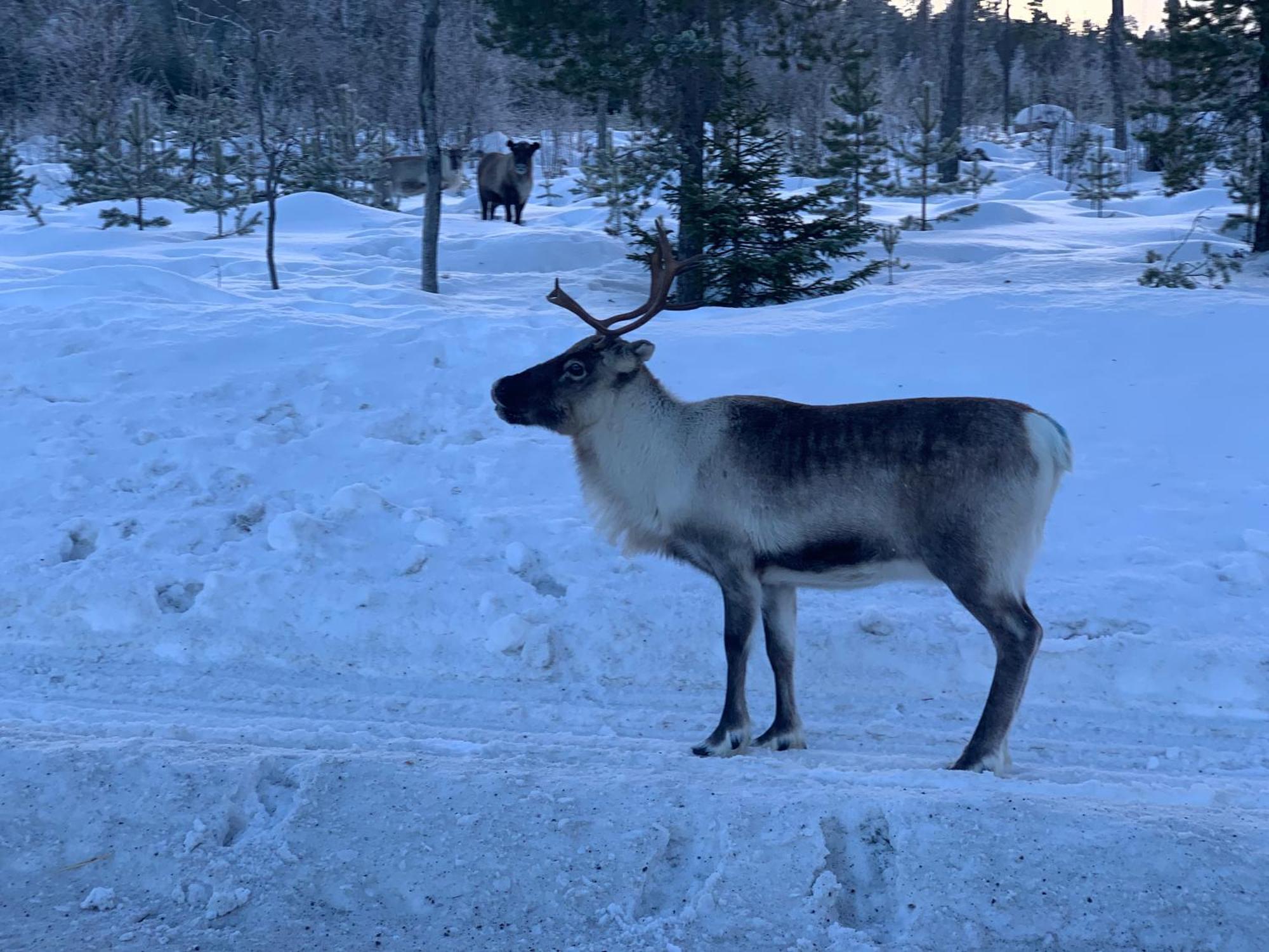 Sunshine Stuga Bergvik Gallo Экстерьер фото
