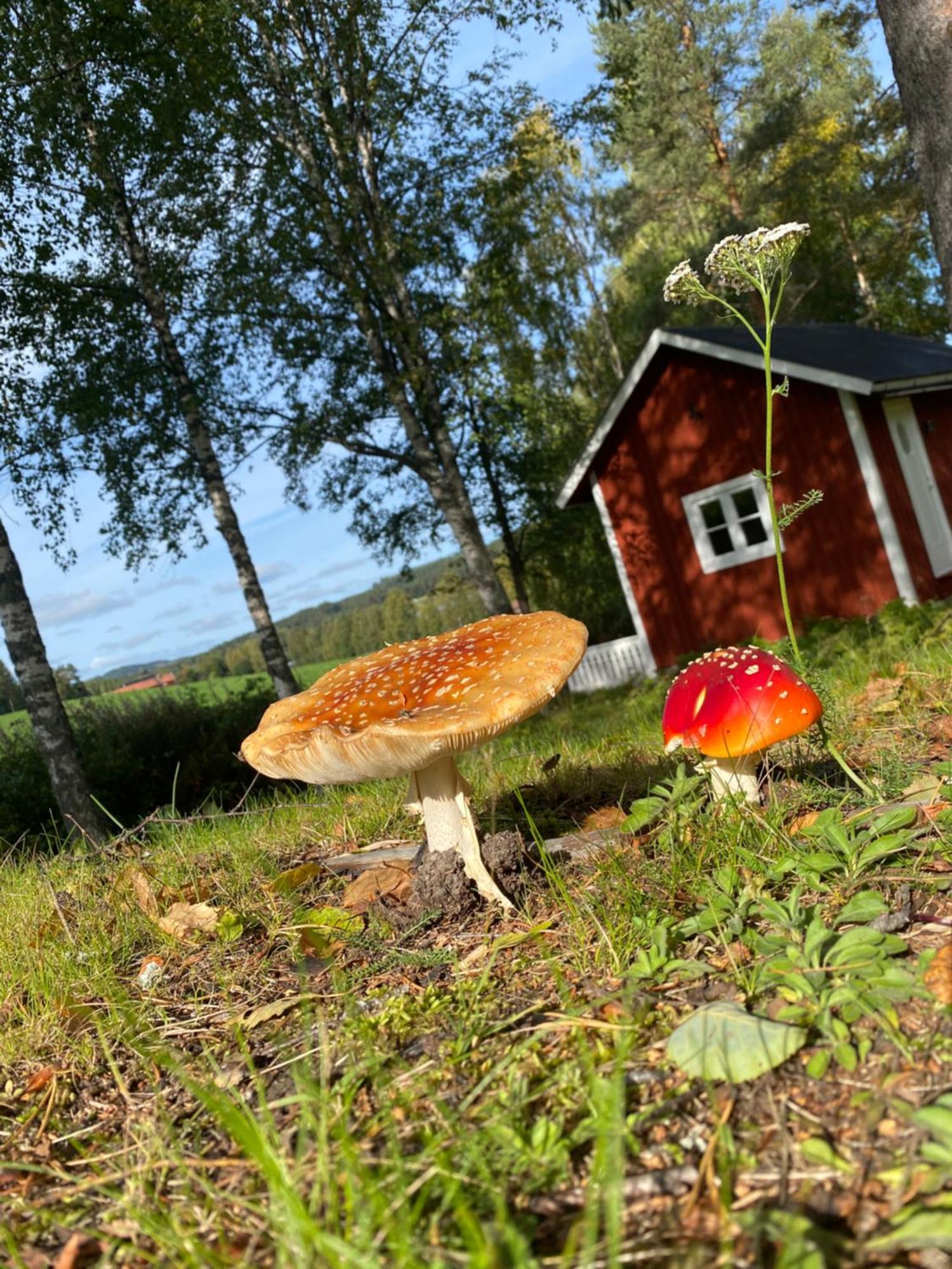 Sunshine Stuga Bergvik Gallo Экстерьер фото